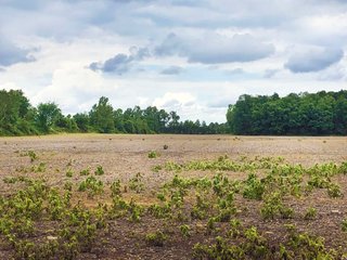 <b><I>Great opportunity for you to combine the benefits of a long-term agricultural investment with the environmental stewardship afforded you through Ohios Agricultural Conservation Easement Program.</I></b>
<li>QUALITY CROP LAND with WOODS
<li>Agricultural Easement Protected with approved Home site
<li>Located 3 miles Southwest of Johnstown, OH
<li>Property is protected under the Ohio Agricultural Easement Program
<li>Perpetual Agricultural Easement allows for (1) future home site
<li>Buyer must assume continued Agricultural Use easement (contact agent for details)
<li>Features 6.12+/- Acres of Woods 
<li>Good road frontage along Duncan Plains Rd. NW and Edwards Road
<li>Only 1/2 mile to the Delaware County line
<li>Level fields for ease of operation
<li>Pattern Tiled with 4 inch laterals on 50 foot centers
<li>Farmed as (2) fields.  Field A: 23.48 FSA Tillable Acres.  Field B: 15.91 FSA Tillable Acres
<li>Predominantly Pewamo soils - REAL ESTATE FOR SALE - 47.74 ACRES - QUALITY CROP LAND WITH WOODS