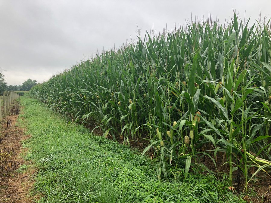 For sale: REAL ESTATE FOR SALE - 150+/- ACRES - IMPRESSIVE MIXED USED FARM - HUNTERS PARADISE - Liberty, IN