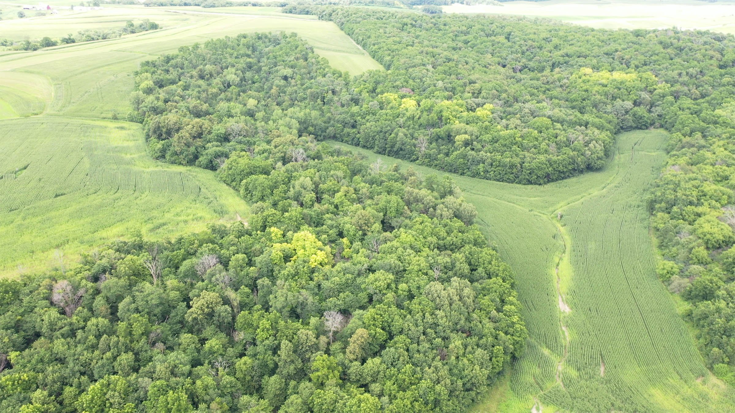 Property photo 2 - LAND FOR SALE - GRANT COUNTY, WI - 99 ACRES - EXCELLENT ALL-AROUND PROPERTY FOR HUNTING AND FARMING - OFFER PENDING