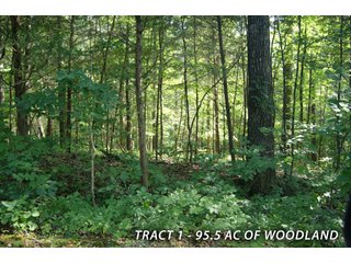 Property photo 28 - LAND FOR SALE - LAWRENCE COUNTY, IN - 470+/-  ACRE ESSENTIAL ALL AROUND FARM IN THREE TRACTS - OFFER PENDING ON TRACTS 2 & 3