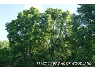 Property photo 29 - LAND FOR SALE - LAWRENCE COUNTY, IN - 470+/-  ACRE ESSENTIAL ALL AROUND FARM IN THREE TRACTS - OFFER PENDING ON TRACTS 2 & 3