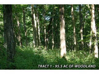 Property photo 30 - LAND FOR SALE - LAWRENCE COUNTY, IN - 470+/-  ACRE ESSENTIAL ALL AROUND FARM IN THREE TRACTS - OFFER PENDING ON TRACTS 2 & 3
