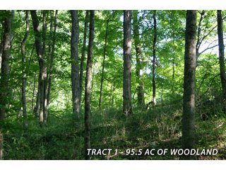 Property photo 31 - LAND FOR SALE - LAWRENCE COUNTY, IN - 470+/-  ACRE ESSENTIAL ALL AROUND FARM IN THREE TRACTS - OFFER PENDING ON TRACTS 2 & 3