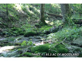 Property photo 32 - LAND FOR SALE - LAWRENCE COUNTY, IN - 470+/-  ACRE ESSENTIAL ALL AROUND FARM IN THREE TRACTS - OFFER PENDING ON TRACTS 2 & 3