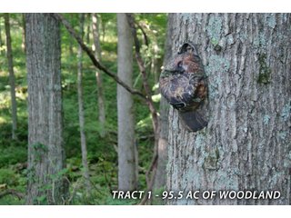Property photo 33 - LAND FOR SALE - LAWRENCE COUNTY, IN - 470+/-  ACRE ESSENTIAL ALL AROUND FARM IN THREE TRACTS - OFFER PENDING ON TRACTS 2 & 3