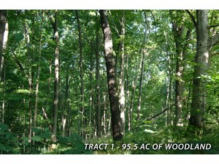 Property photo 34 - LAND FOR SALE - LAWRENCE COUNTY, IN - 470+/-  ACRE ESSENTIAL ALL AROUND FARM IN THREE TRACTS - OFFER PENDING ON TRACTS 2 & 3