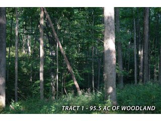 Property photo 35 - LAND FOR SALE - LAWRENCE COUNTY, IN - 470+/-  ACRE ESSENTIAL ALL AROUND FARM IN THREE TRACTS - OFFER PENDING ON TRACTS 2 & 3