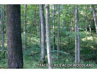Property photo 36 - LAND FOR SALE - LAWRENCE COUNTY, IN - 470+/-  ACRE ESSENTIAL ALL AROUND FARM IN THREE TRACTS - OFFER PENDING ON TRACTS 2 & 3