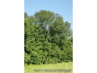 Property photo 37 - LAND FOR SALE - LAWRENCE COUNTY, IN - 470+/-  ACRE ESSENTIAL ALL AROUND FARM IN THREE TRACTS - OFFER PENDING ON TRACTS 2 & 3