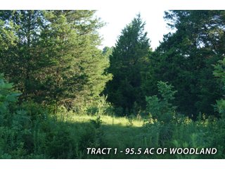 Property photo 38 - LAND FOR SALE - LAWRENCE COUNTY, IN - 470+/-  ACRE ESSENTIAL ALL AROUND FARM IN THREE TRACTS - OFFER PENDING ON TRACTS 2 & 3