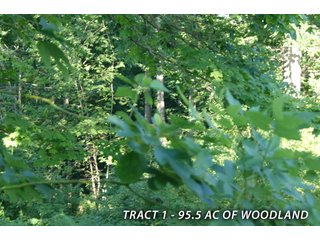 Property photo 39 - LAND FOR SALE - LAWRENCE COUNTY, IN - 470+/-  ACRE ESSENTIAL ALL AROUND FARM IN THREE TRACTS - OFFER PENDING ON TRACTS 2 & 3