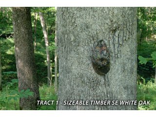 Property photo 41 - LAND FOR SALE - LAWRENCE COUNTY, IN - 470+/-  ACRE ESSENTIAL ALL AROUND FARM IN THREE TRACTS - OFFER PENDING ON TRACTS 2 & 3