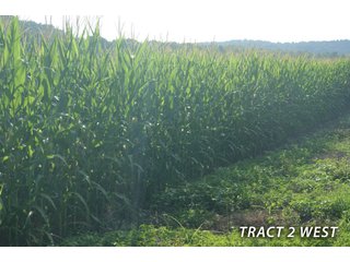 Property photo 51 - LAND FOR SALE - LAWRENCE COUNTY, IN - 470+/-  ACRE ESSENTIAL ALL AROUND FARM IN THREE TRACTS - OFFER PENDING ON TRACTS 2 & 3