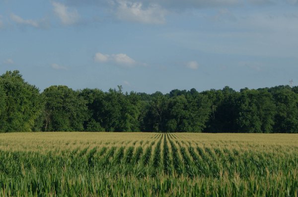 Sold: LAND FOR SALE - LAWRENCE COUNTY, IN - 470+/-  ACRE ESSENTIAL ALL AROUND FARM IN THREE TRACTS - OFFER PENDING ON TRACTS 2 & 3 - Tunnelton, Indiana - Bedford, Indiana - Lawrenceport, Indiana