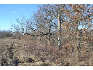 <b>This property offers productive tillable land and a CRP contract on 17.1 acres, with a high rental rate, for conservation and wildlife habitat.</b>  The wooded and grass ridge that crosses part of this property shows signs of heavy deer activity and would also be a beautiful setting for a home or cabin.  This property is in a prime deer location and do not overlook the pond stocked with bass, bluegill and catfish.  There is also a very functional 48ft x 96ft machine shed with a concrete floor and electric.  The sellers will consider divisions of the property.

<i><b>PROPERTY/LISTING DETAILS:</b></I>
<b>Possession Date:</b> At closing subject to farm tenant rights which expire January 1, 2021 
<b>Taxes:</b><i><u> 2019 Real Estate Taxes Payable 2020</u></i> - Property east of Meridian Road (2 tax ID's):  $4,879.74 - Drainage Assessments:  $888.60 - <I><u> 2019 Real Estate Taxes Payable 2020</u></i> - Property west of Meridian Road (1 tax ID):  $4,172.00 - Drainage Assessments:  $859.20
<b>Zoning:</b>  Ag
<b>Other:</b> The sellers will consider divisions of the property.
<i>Note: County tax records show 210.21 acres on the property east of Meridian Road while a 2014 survey shows 211.427 +/- acres.  County tax records show 182.251 acres on the property west of Meridian Road.  Total acres from County Tax records is 392.461.</i>
<b>School District:</b>  North Newton School Corporation    	
<b>Elec. Source:</b>  Newton County REMC
<b><i><u>FSA DATA:</u></b></i>
<b>FSA Cropland:</b>  357.53* acres of which 17.1 acres is in CRP.  <i>*Listing Company estimates approximately 2.5 acres of FSA Cropland not part of property being sold. Contact listing agents for FSA Aerial and other information.</i>
<b>Corn Base Acr.:</b>  182.5,  PLC Yield: 131     
<b>Wheat Base Acr.:</b>  4.2,  PLC Yield:  44    
<b>Soybean Base Acr:</b>  110.0,  PLC Yield:  37	         
<b>Conservation Reserve Program (CRP):</b> 17.1 acres; Annual Rental Rate Per Acre - $339.83;  Contract expires:  September 30, 2025	
<i>Buyer shall assume the existing CRP contract obligations and shall timely sign all documents required by the FSA Office in connection therewith.  Any penalty, repayment and/or interest assessed due to termination, noncompliance and/or owner-ineligibility after closing shall be the responsibility of the Buyer.</i>
<b>Improvements:</b> 48ft X 96ft Pole Building with concrete floor and 220 amp electric service.  23ft 4in wide x 14ft high door, 23ft 4in wide x 12 ft high clearance door & 15ft 3in wide x 12ft high clearance door.
<b>Owners:</b> John and Peggy Luzer - REAL ESTATE FOR SALE - 392.4+/- ACRES - CROPLAND, WOODS FOR HUNTING/RECREATIONAL, POND & POTENTIAL BUILDING SITES