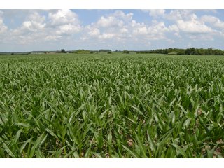 Property photo 1 - REAL ESTATE FOR SALE - 392.4+/- ACRES - CROPLAND, WOODS FOR HUNTING/RECREATIONAL, POND & POTENTIAL BUILDING SITES