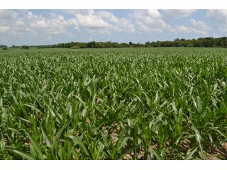 Property photo 2 - REAL ESTATE FOR SALE - 392.4+/- ACRES - CROPLAND, WOODS FOR HUNTING/RECREATIONAL, POND & POTENTIAL BUILDING SITES