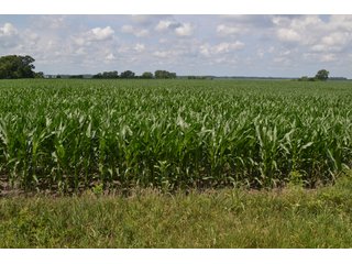 Property photo 4 - REAL ESTATE FOR SALE - 392.4+/- ACRES - CROPLAND, WOODS FOR HUNTING/RECREATIONAL, POND & POTENTIAL BUILDING SITES