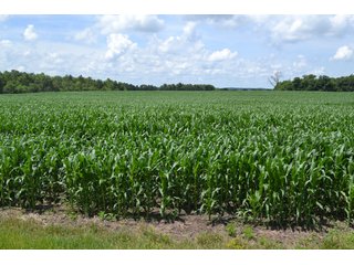 Property photo 10 - REAL ESTATE FOR SALE - 392.4+/- ACRES - CROPLAND, WOODS FOR HUNTING/RECREATIONAL, POND & POTENTIAL BUILDING SITES