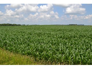 Property photo 11 - REAL ESTATE FOR SALE - 392.4+/- ACRES - CROPLAND, WOODS FOR HUNTING/RECREATIONAL, POND & POTENTIAL BUILDING SITES