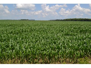 Property photo 12 - REAL ESTATE FOR SALE - 392.4+/- ACRES - CROPLAND, WOODS FOR HUNTING/RECREATIONAL, POND & POTENTIAL BUILDING SITES