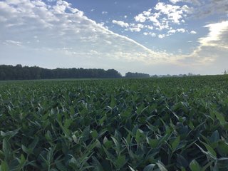 <b><I>OFFER PENDING</b></I>

<li>Total Acres:  21.5+/-
<li>Tillable Acres:  15+/-
<li>Wooded Acres:  6.5+/-
<li>County:  Whitley
<li>Zoning: Agriculture - LAND FOR SALE - 21.5 ACRES (OFFER PENDING) - WHITLEY COUNTY - GREAT HOMESITE POTENTIAL