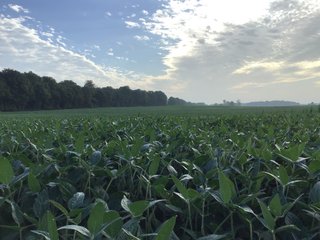 <b><I>OFFER PENDING</b></I>

<li>Total Acres:  21.5+/-
<li>Tillable Acres:  15+/-
<li>Wooded Acres:  6.5+/-
<li>County:  Whitley
<li>Zoning: Agriculture - LAND FOR SALE - 21.5 ACRES (OFFER PENDING) - WHITLEY COUNTY - GREAT HOMESITE POTENTIAL