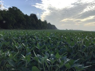 <b><I>OFFER PENDING</b></I>

<li>Total Acres:  21.5+/-
<li>Tillable Acres:  15+/-
<li>Wooded Acres:  6.5+/-
<li>County:  Whitley
<li>Zoning: Agriculture - LAND FOR SALE - 21.5 ACRES (OFFER PENDING) - WHITLEY COUNTY - GREAT HOMESITE POTENTIAL