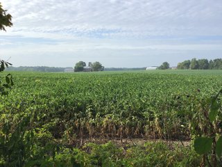 <b><I>OFFER PENDING</b></I>

<li>Total Acres:  21.5+/-
<li>Tillable Acres:  15+/-
<li>Wooded Acres:  6.5+/-
<li>County:  Whitley
<li>Zoning: Agriculture - LAND FOR SALE - 21.5 ACRES (OFFER PENDING) - WHITLEY COUNTY - GREAT HOMESITE POTENTIAL