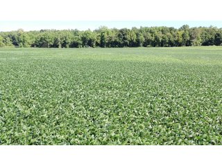 <b><I>OFFER PENDING</b></I>

<li>Total Acres:  21.5+/-
<li>Tillable Acres:  15+/-
<li>Wooded Acres:  6.5+/-
<li>County:  Whitley
<li>Zoning: Agriculture - LAND FOR SALE - 21.5 ACRES (OFFER PENDING) - WHITLEY COUNTY - GREAT HOMESITE POTENTIAL