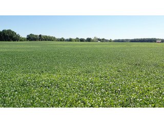 <b><I>OFFER PENDING</b></I>

<li>Total Acres:  21.5+/-
<li>Tillable Acres:  15+/-
<li>Wooded Acres:  6.5+/-
<li>County:  Whitley
<li>Zoning: Agriculture - LAND FOR SALE - 21.5 ACRES (OFFER PENDING) - WHITLEY COUNTY - GREAT HOMESITE POTENTIAL