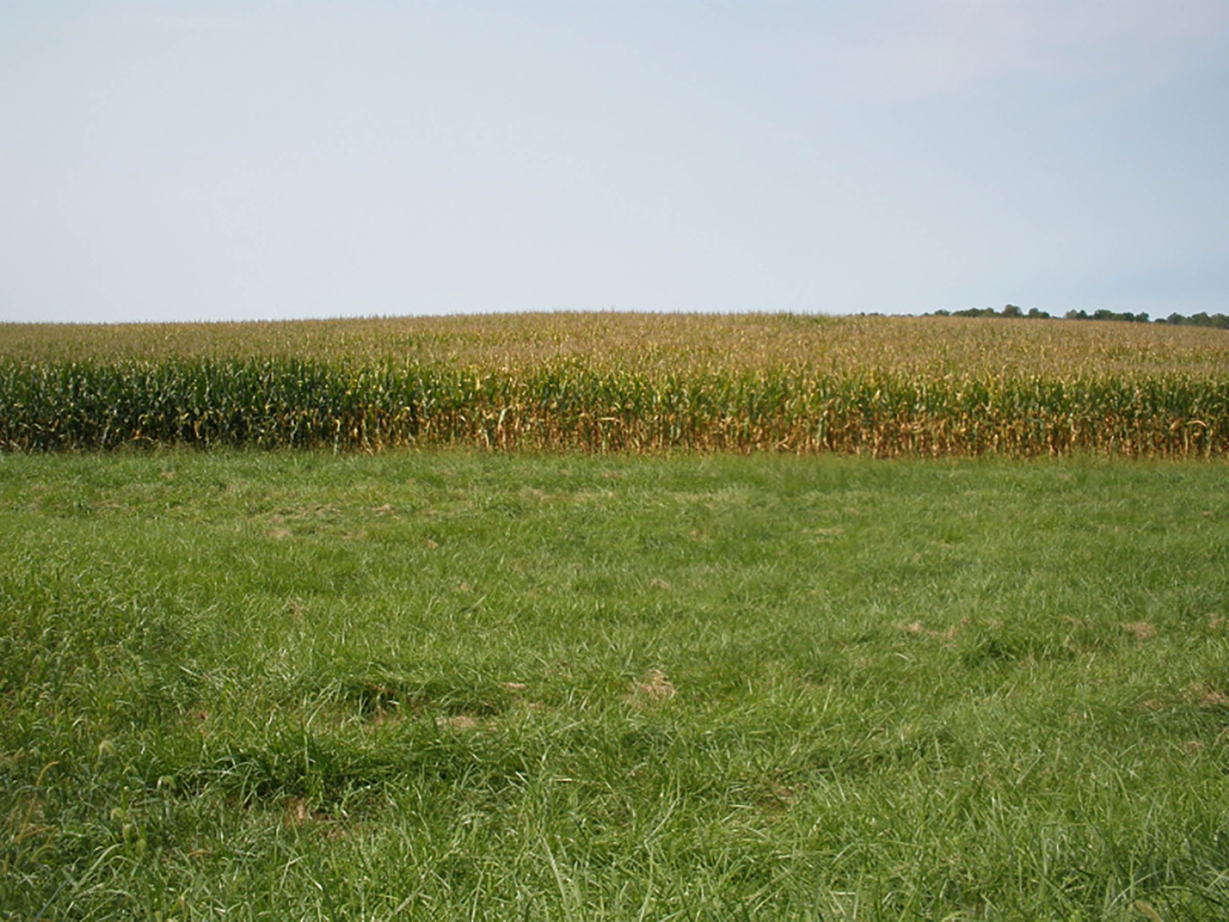<li>Quiet Rural Location Near Wayne County Line
<li>All Cropland
<li>Established Waterway
<li>Good Ease of Operation
<li>Good Frontage on Co. Rd. 950E
<li>Estimated Taxes: $904/year in 2020
<li>Soil Index 136 Bu. - REAL ESTATE FOR SALE - CROPLAND - 39 TOTAL ACRES - HENRY COUNTY, IN - GREAT LOCATION BETWEEN LOSANTVILLE AND MOORELAND, IN