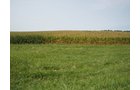 <li>Quiet Rural Location Near Wayne County Line
<li>All Cropland
<li>Established Waterway
<li>Good Ease of Operation
<li>Good Frontage on Co. Rd. 950E
<li>Estimated Taxes: $904/year in 2020
<li>Soil Index 136 Bu. - REAL ESTATE FOR SALE - CROPLAND - 39 TOTAL ACRES - HENRY COUNTY, IN - GREAT LOCATION BETWEEN LOSANTVILLE AND MOORELAND, IN