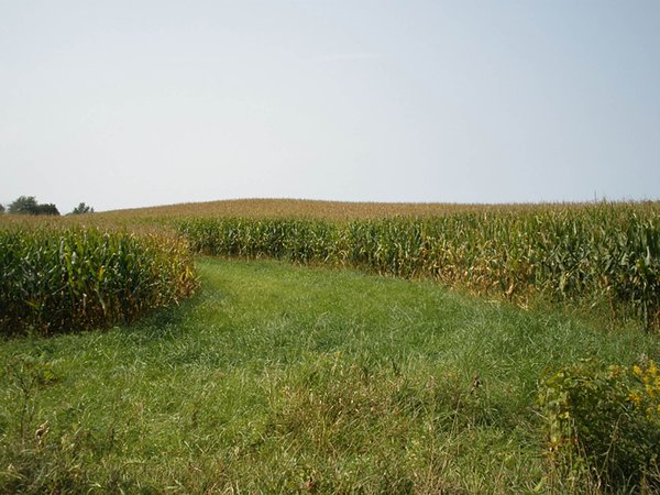 For sale: REAL ESTATE FOR SALE - CROPLAND - 39 TOTAL ACRES - HENRY COUNTY, IN - GREAT LOCATION BETWEEN LOSANTVILLE AND MOORELAND, IN