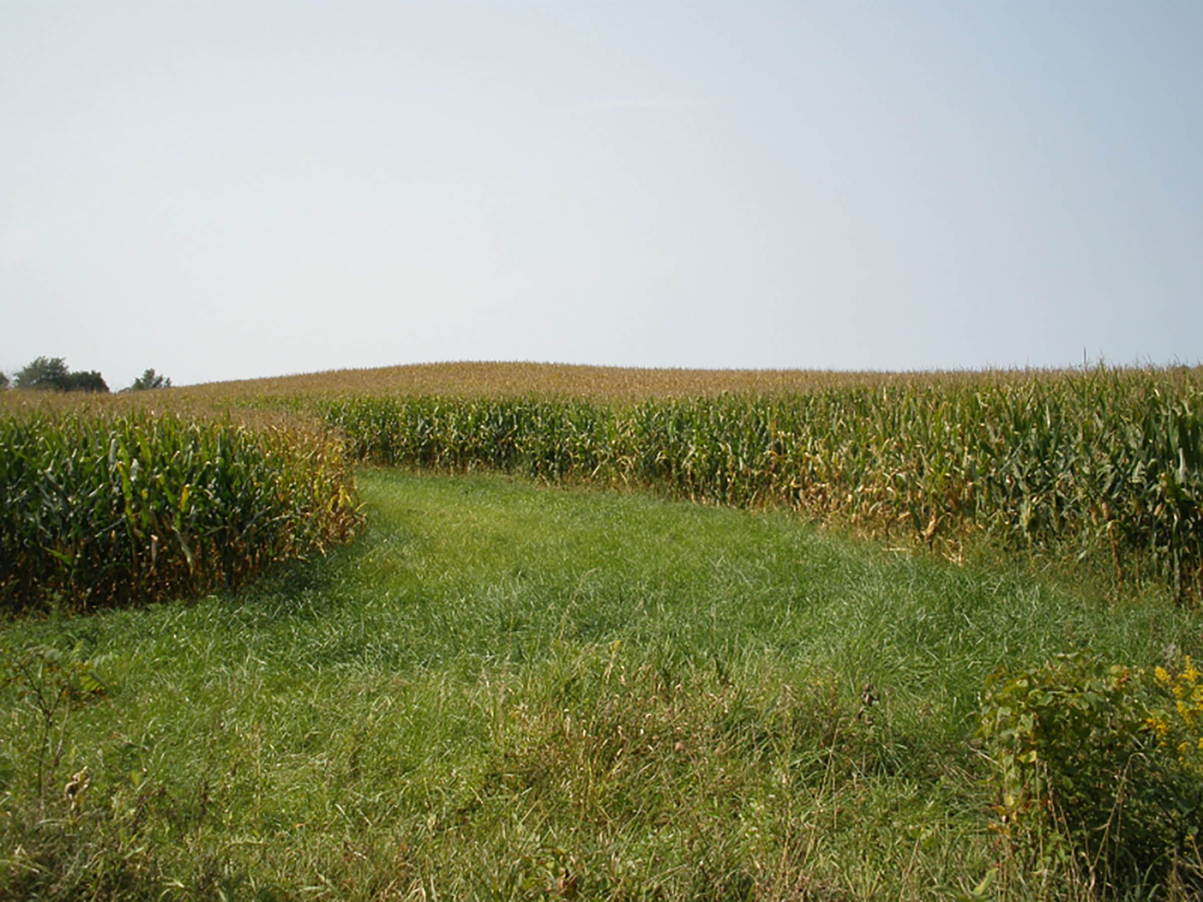 <li>Quiet Rural Location Near Wayne County Line
<li>All Cropland
<li>Established Waterway
<li>Good Ease of Operation
<li>Good Frontage on Co. Rd. 950E
<li>Estimated Taxes: $904/year in 2020
<li>Soil Index 136 Bu. - REAL ESTATE FOR SALE - CROPLAND - 39 TOTAL ACRES - HENRY COUNTY, IN - GREAT LOCATION BETWEEN LOSANTVILLE AND MOORELAND, IN