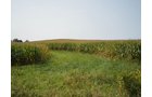 <li>Quiet Rural Location Near Wayne County Line
<li>All Cropland
<li>Established Waterway
<li>Good Ease of Operation
<li>Good Frontage on Co. Rd. 950E
<li>Estimated Taxes: $904/year in 2020
<li>Soil Index 136 Bu. - REAL ESTATE FOR SALE - CROPLAND - 39 TOTAL ACRES - HENRY COUNTY, IN - GREAT LOCATION BETWEEN LOSANTVILLE AND MOORELAND, IN