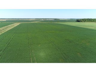 Farmland in Jay County, Indiana - REAL ESTATE AUCTION - 447+/- ACRES OFFERED IN 12 TRACTS & COMBINATIONS IN JAY COUNTY, INDIANA