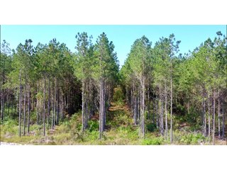 Tract 21 in Coffee County, Georgia - LAND AUCTION - 3,094+/- ACRES OFFERED IN 22 TRACTS IN COFFEE COUNTY, GEORGIA