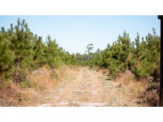 Tracts 1-3 in Coffee County, Georgia - LAND AUCTION - 3,094+/- ACRES OFFERED IN 22 TRACTS IN COFFEE COUNTY, GEORGIA