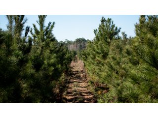 Tracts 1-3 in Coffee County, Georgia - LAND AUCTION - 3,094+/- ACRES OFFERED IN 22 TRACTS IN COFFEE COUNTY, GEORGIA