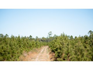Tracts 1-3 in Coffee County, Georgia - LAND AUCTION - 3,094+/- ACRES OFFERED IN 22 TRACTS IN COFFEE COUNTY, GEORGIA