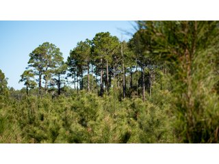 Tracts 1-3 in Coffee County, Georgia - LAND AUCTION - 3,094+/- ACRES OFFERED IN 22 TRACTS IN COFFEE COUNTY, GEORGIA