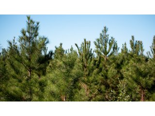 Tracts 1-3 in Coffee County, Georgia - LAND AUCTION - 3,094+/- ACRES OFFERED IN 22 TRACTS IN COFFEE COUNTY, GEORGIA