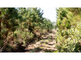 Tracts 1-3 in Coffee County, Georgia - LAND AUCTION - 3,094+/- ACRES OFFERED IN 22 TRACTS IN COFFEE COUNTY, GEORGIA