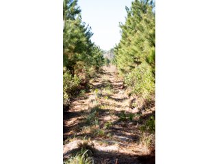 Tracts 1-3 in Coffee County, Georgia - LAND AUCTION - 3,094+/- ACRES OFFERED IN 22 TRACTS IN COFFEE COUNTY, GEORGIA
