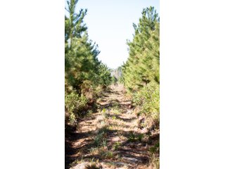 Tracts 1-3 in Coffee County, Georgia - LAND AUCTION - 3,094+/- ACRES OFFERED IN 22 TRACTS IN COFFEE COUNTY, GEORGIA
