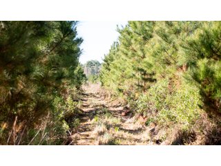Tracts 1-3 in Coffee County, Georgia - LAND AUCTION - 3,094+/- ACRES OFFERED IN 22 TRACTS IN COFFEE COUNTY, GEORGIA