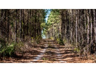 Tract 21 in Coffee County, Georgia - LAND AUCTION - 3,094+/- ACRES OFFERED IN 22 TRACTS IN COFFEE COUNTY, GEORGIA