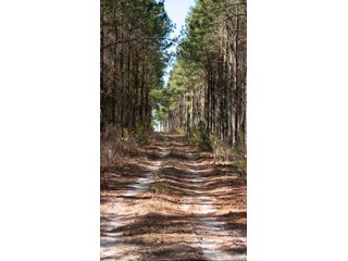Tract 21 in Coffee County, Georgia - LAND AUCTION - 3,094+/- ACRES OFFERED IN 22 TRACTS IN COFFEE COUNTY, GEORGIA