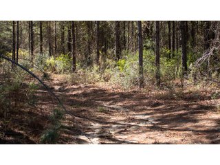 Tract 21 in Coffee County, Georgia - LAND AUCTION - 3,094+/- ACRES OFFERED IN 22 TRACTS IN COFFEE COUNTY, GEORGIA